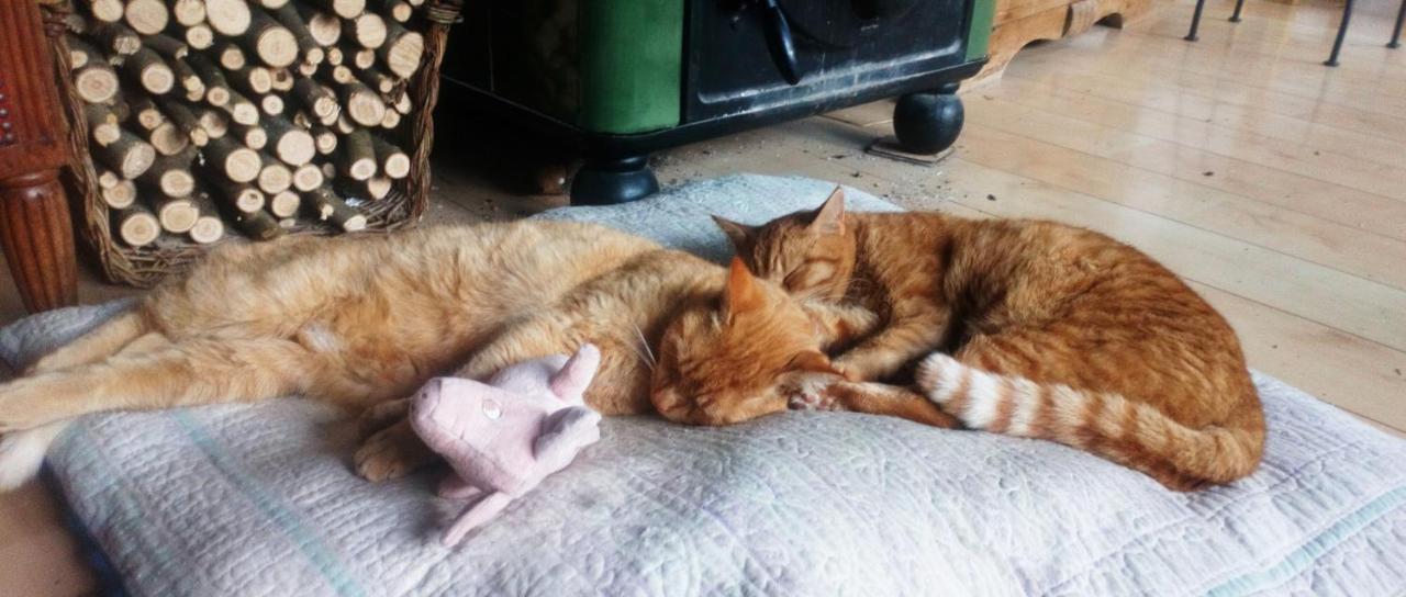 Au Chat Ronfleur Bagnères-de-Bigorre Buitenkant foto