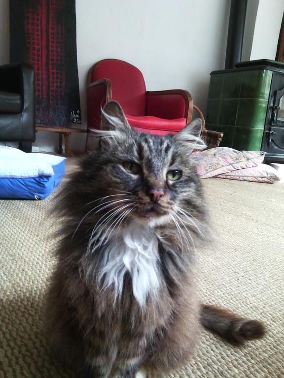 Au Chat Ronfleur Bagnères-de-Bigorre Buitenkant foto